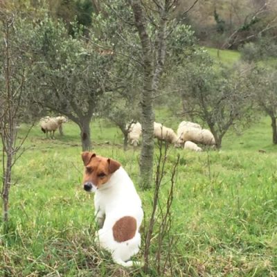 fattoria-didattica-pet